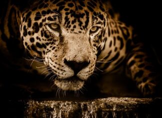 Ile pali Jaguar XJ?