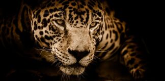 Jaki jest najdroższy Jaguar?