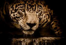 Ile pali Jaguar S Type 3.0 benzyna?