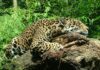 Czy części do Jaguara są drogie? Czy części do Jaguara są drogie?